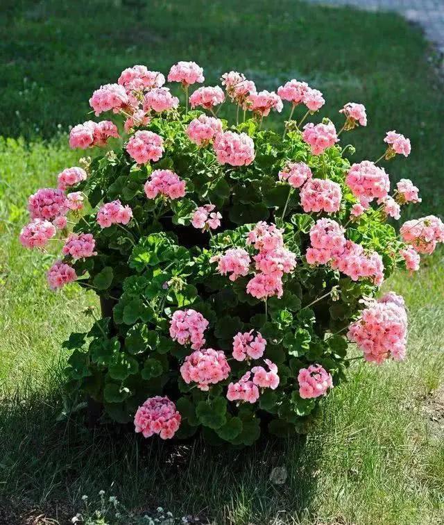 驱蚊效果好又耐养的花,驱蚊的花哪一种最好养