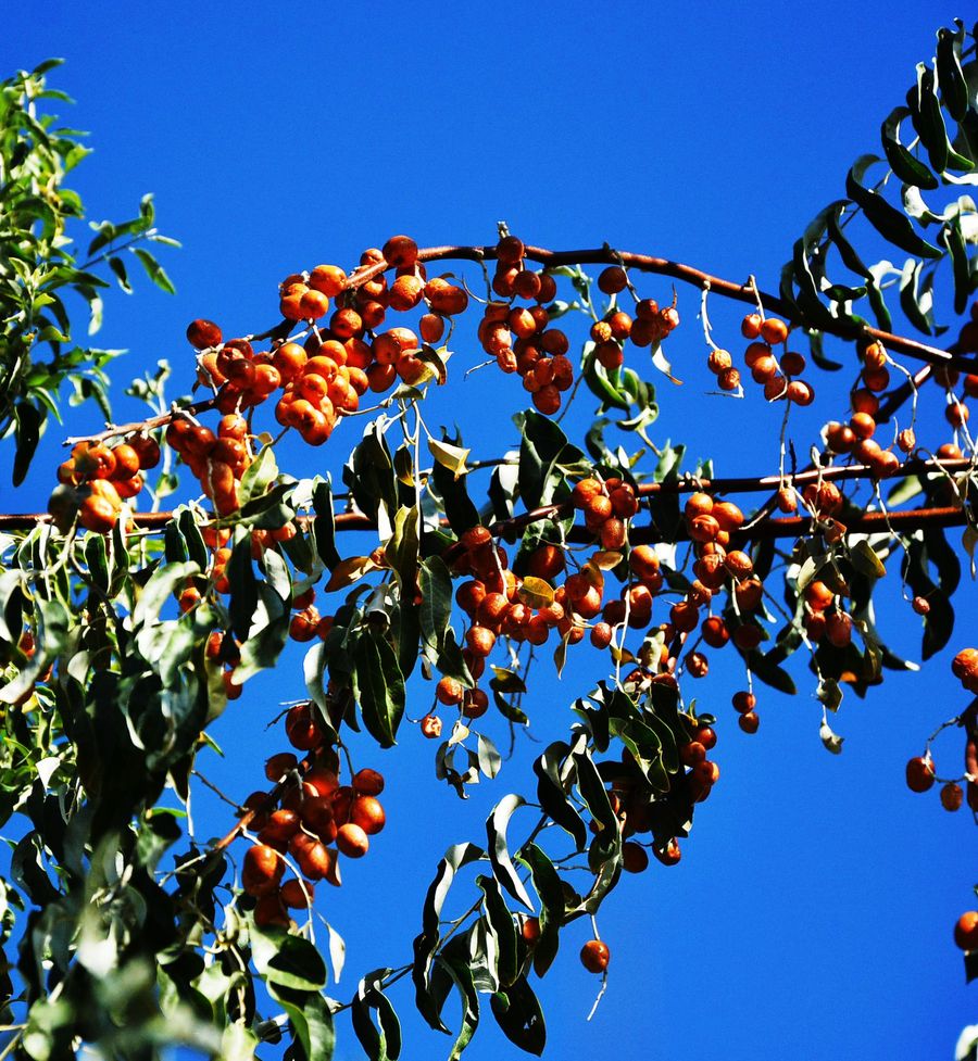 沙棘和沙枣区别,沙棘沙枣区别