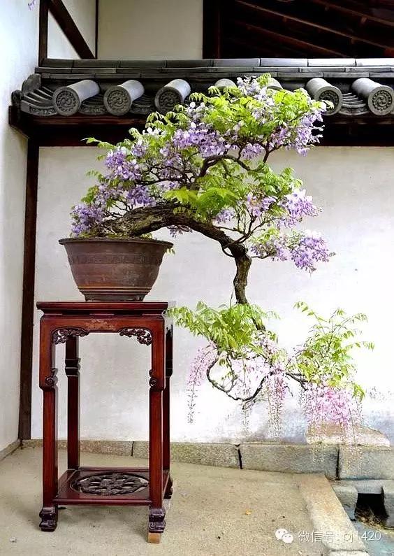 紫藤之美,紫藤迷人的气质