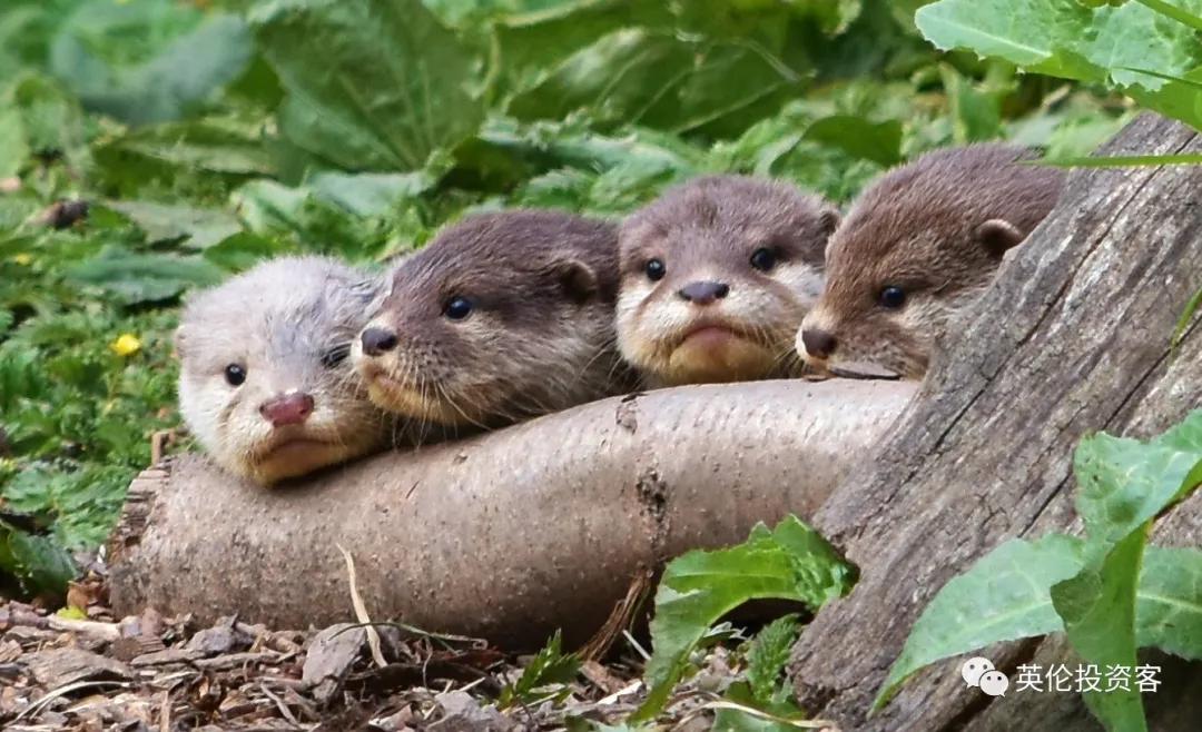 英国伦敦肯辛顿公园,伦敦富人区小众公园