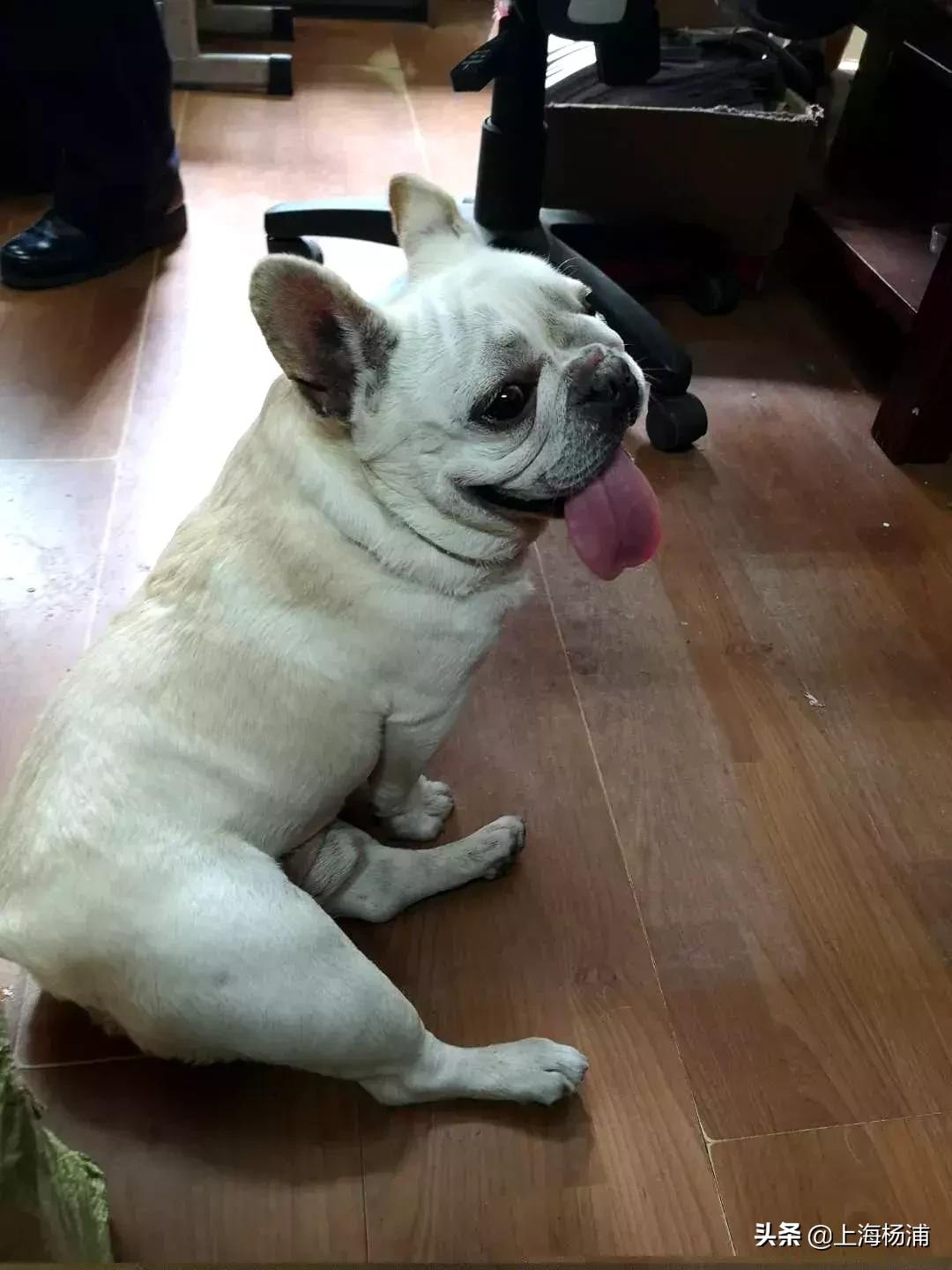 阿拉斯加犬迷路报警,宠物狗走失主人报警求助