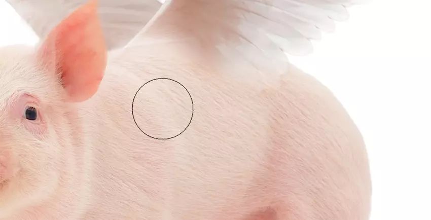 ps花仙子合成教程,ps合成狗狗教程