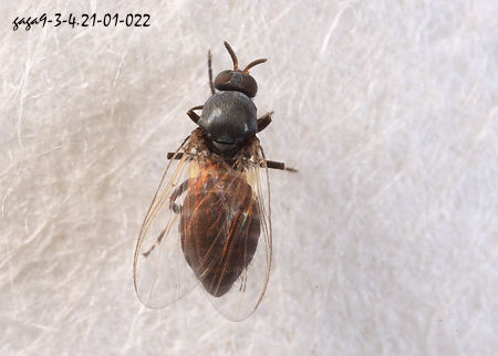 曾经肆虐非洲的盘尾丝虫，号称眼球杀手，已被预测于2020年消失