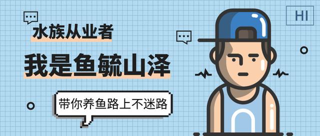 观赏鱼烂肉怎么办？不要担心，用这个方法一次搞定