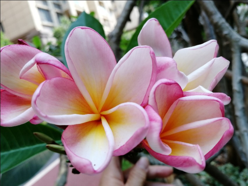 小区的广玉兰花开了,鸡蛋花树开花图片