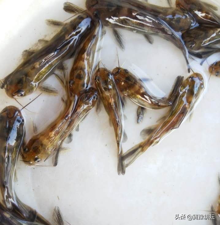 人工繁殖黄颡鱼鱼种，花三分钟了解相关知识，助力水产养殖发展