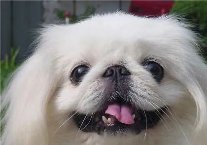 盘点那些老人养的巨型狗,8-10年寿命的狗狗