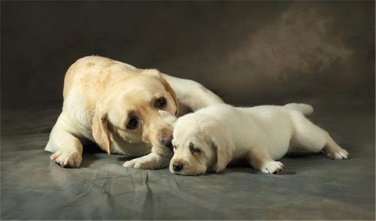 狗妈妈生孩子了该怎么办,狗妈妈生不出来怎么办