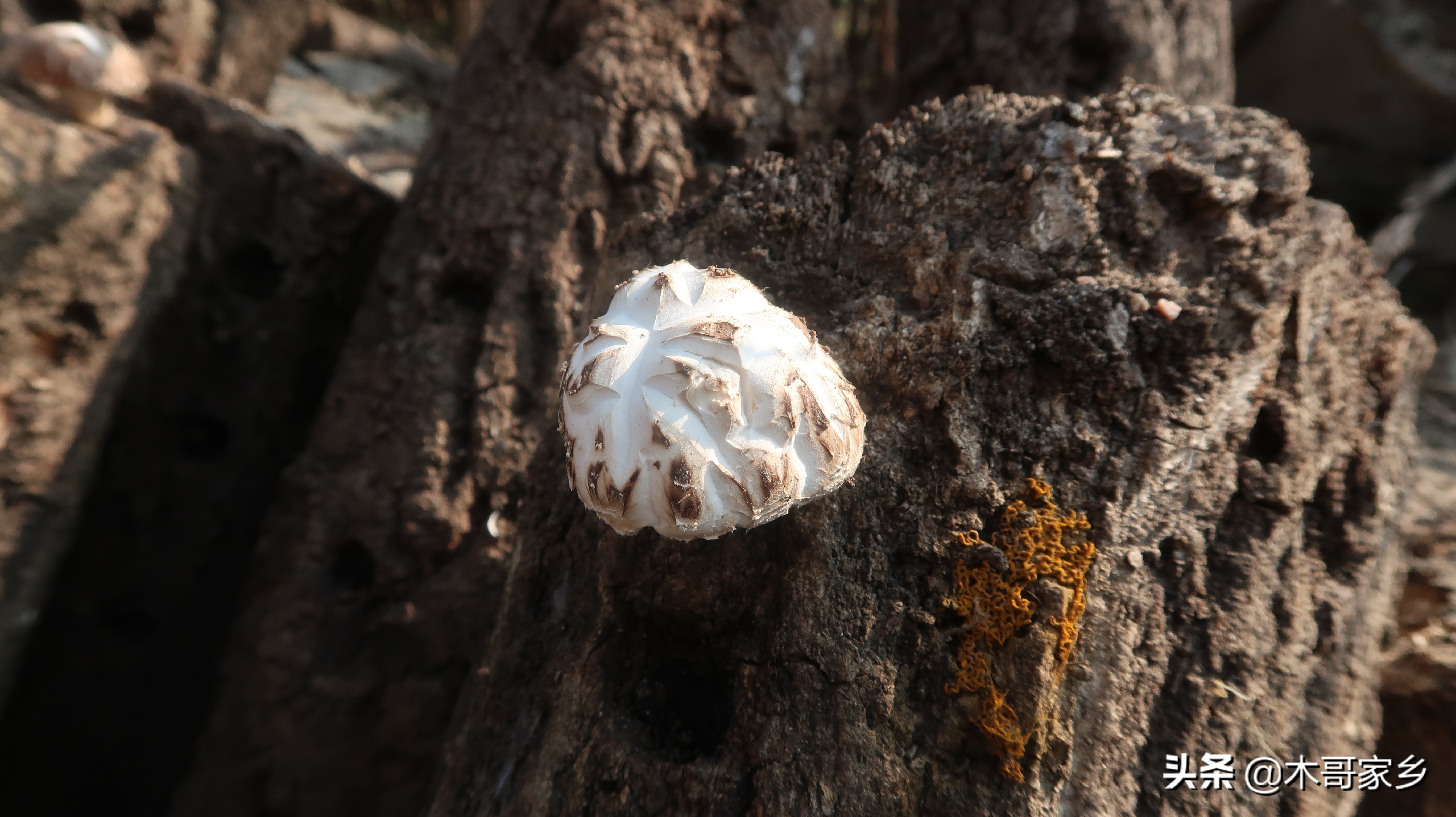 天麻在晒干过程中发霉了怎么办,天麻表面有白色一层是不是发霉