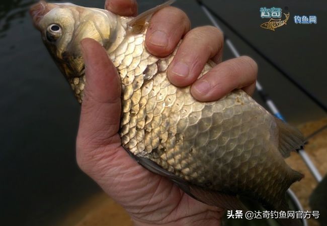 黑坑小杂鱼闹窝的解决方法,小杂鱼闹窝饵料状态怎么调整