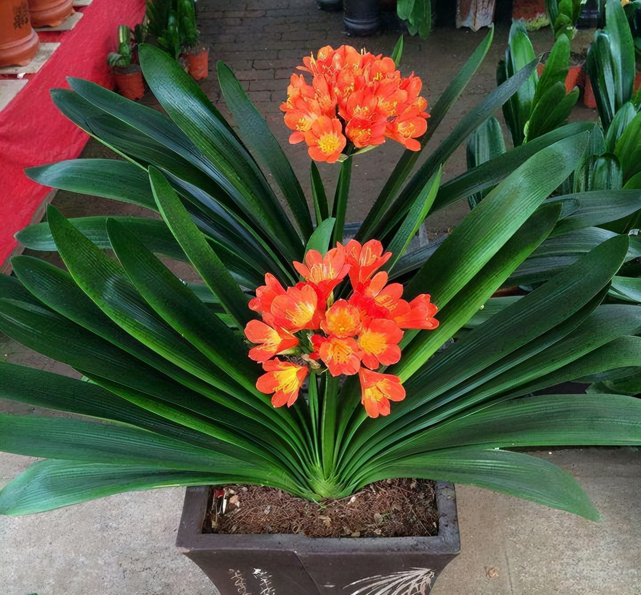 适合10月养的13种吉祥花,十月养花推荐