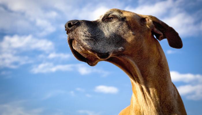 狗狗防痴呆吃什么,什么东西可以防止狗狗痴呆