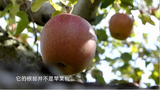 据说水果涨价,跟这剧的大火有点关系