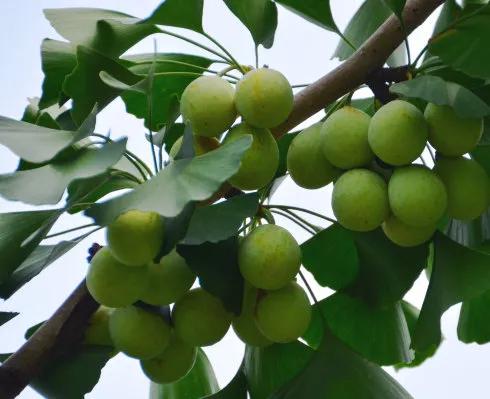 中药古今研究桑寄生,关于中草药银杏的功效