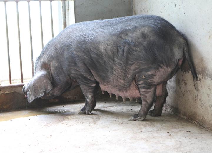 母猪喘气呼吸困难怎么回事,母猪喘气严重怎么处理