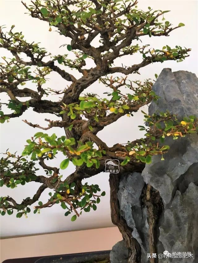 鎮礀缁濆閫㈢敓,鎮礀鐩嗘櫙澶у叏