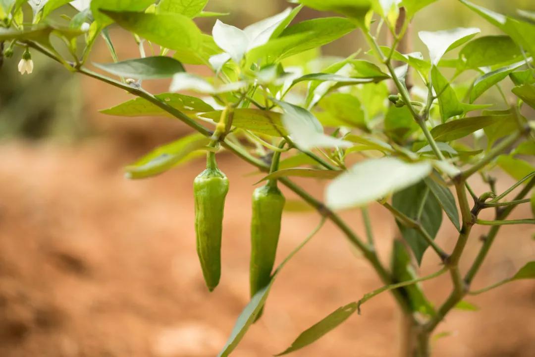 有机农场条件,有机农场怎么样