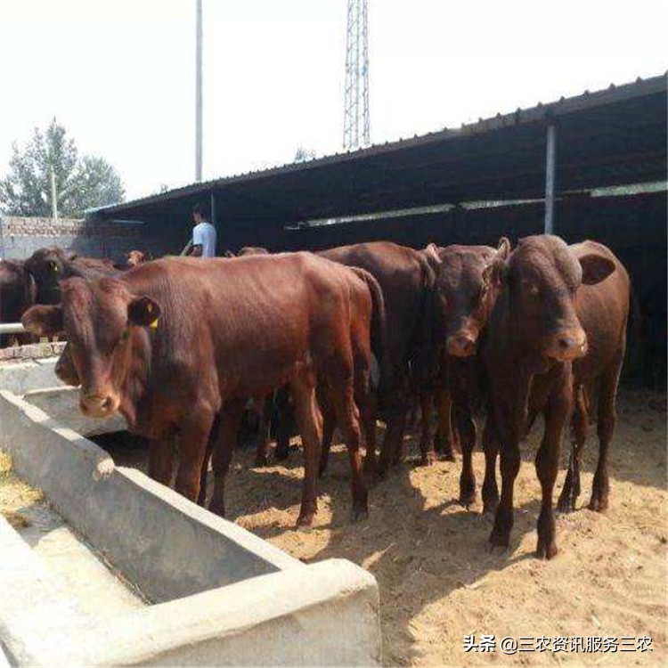 山东买牛人的心声