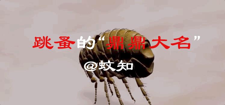 跳蚤的低鸣：我吸食人血，传染鼠疫，人类却只能为我肖像之！