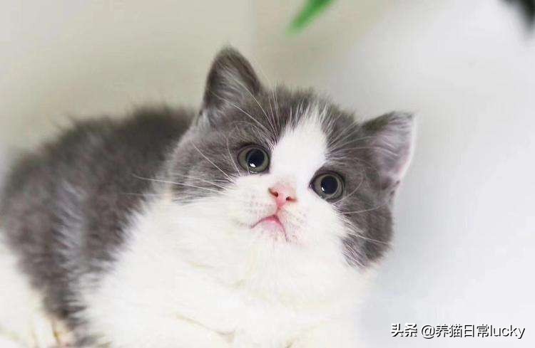 英国短毛猫，一种颜值逆天的猫，是如何走进中国人的视野的