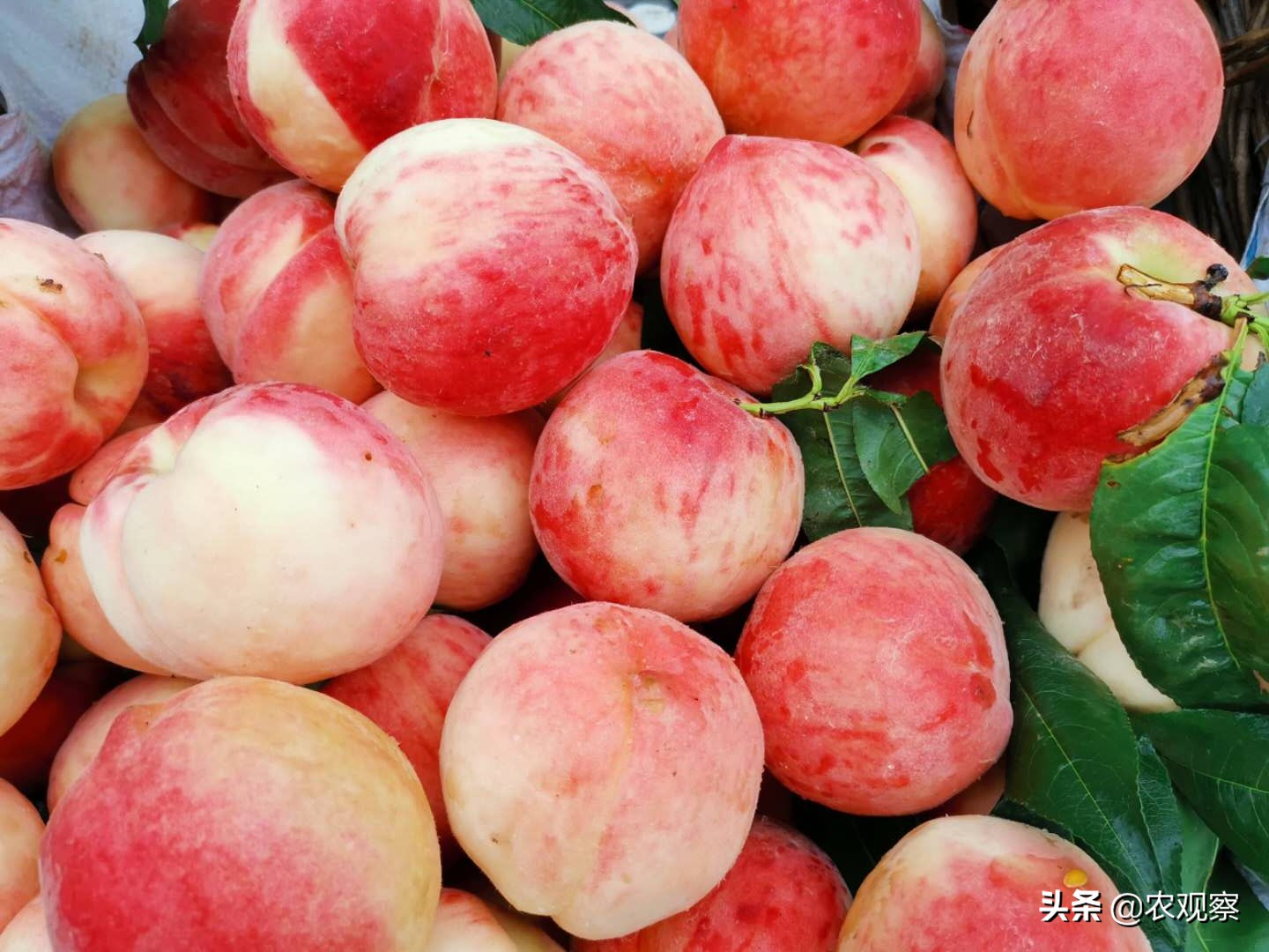 硝基控释肥价格,微生物肥料行业前景分析