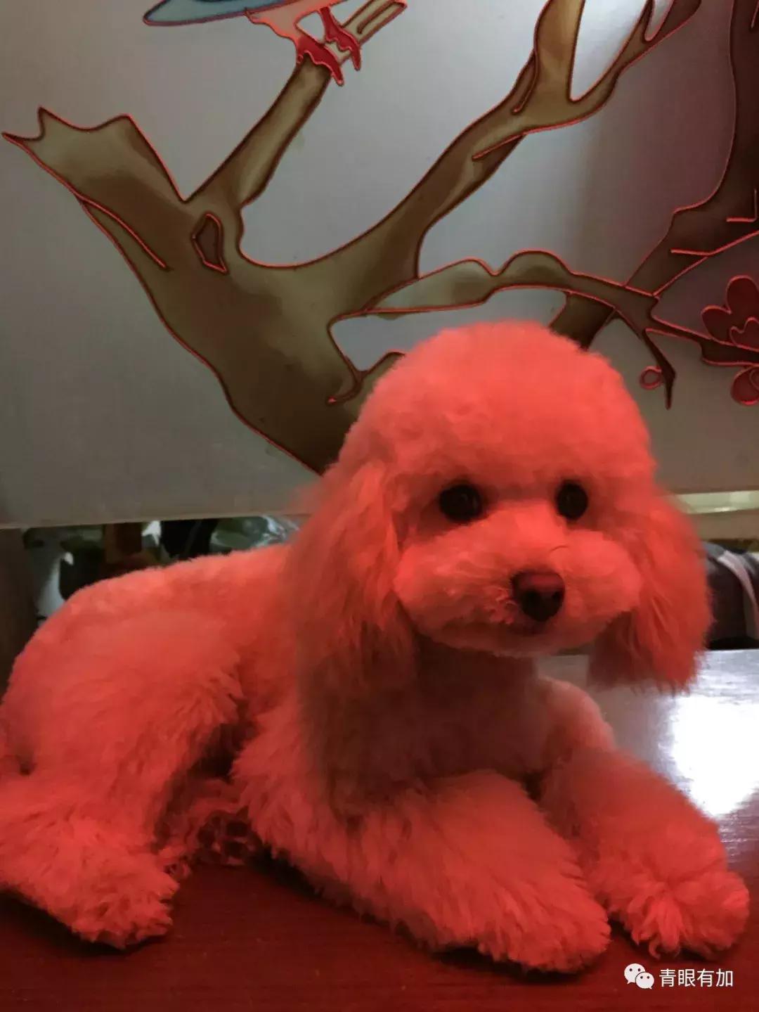 鱼丸小姐的狗年狗事儿︱青眼有加