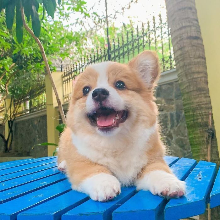 5.6个月的柯基,四个月的小柯基犬该如何喂养