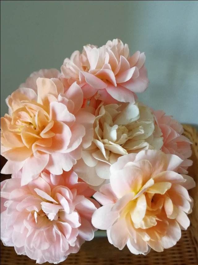 果汁阳台养殖方法,果汁阳台品种大全