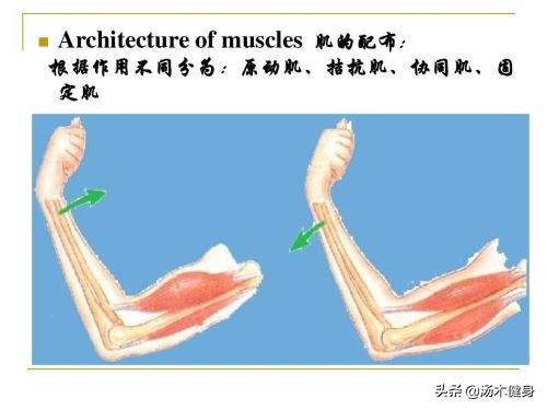 拉韧带和不拉韧带的差别,拉韧带拉的到底是什么