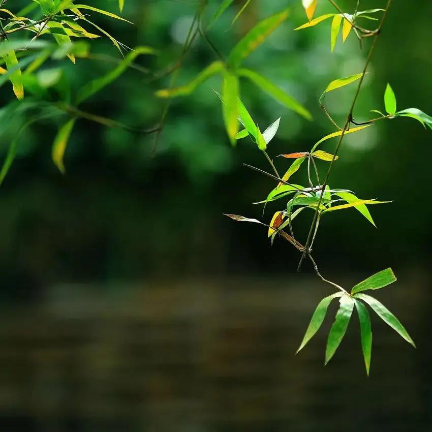花中四君子诗句,花中四君子是哪四种花