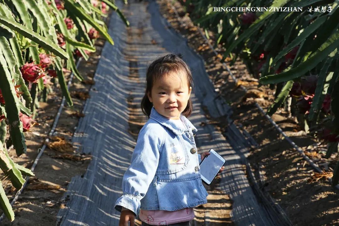 附近的火龙果采摘园海南,海南火龙果采摘