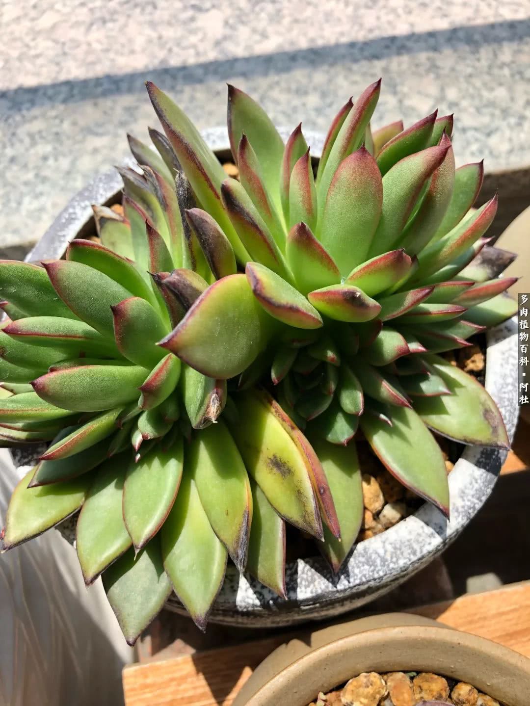 多肉有毒没毒,多肉有毒有毒