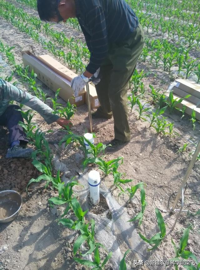 稻田盐碱地用什么肥料好,盐碱土地用什么肥料最好