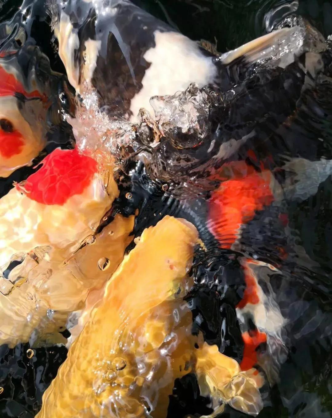 养鱼六大坑你中了几招,养鱼走过的雷区