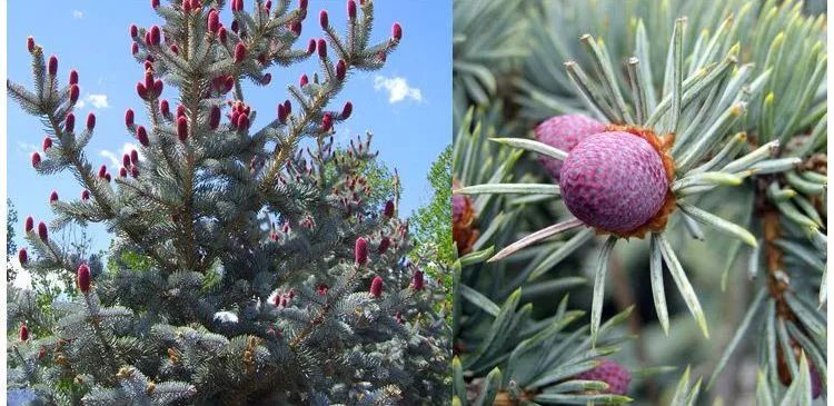 消除炎症的精油有哪些成分,十大必备的精油有哪些