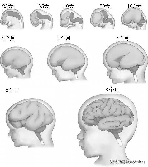 人类大脑如何超越人工智能,人类的出路在于将自身升级为神