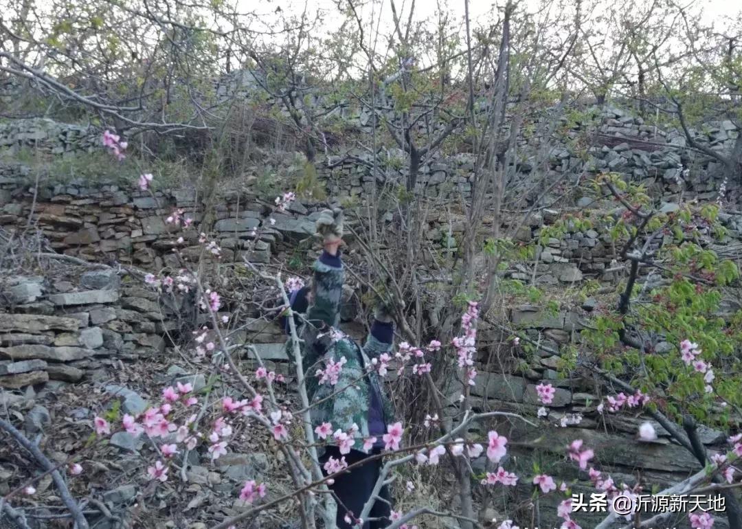 山东沂蒙山头茬香椿,香椿野菜