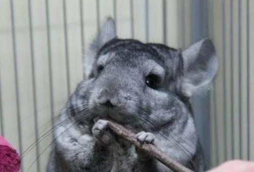 最受欢迎的10种宠物猫狗,十大最受欢迎的宠物排名