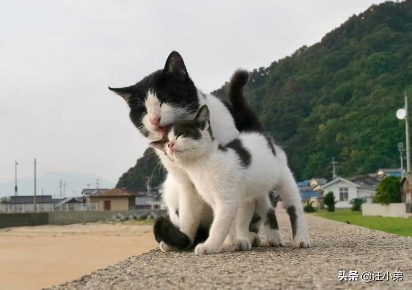 如何让猫咪变得十分乖巧特别粘人,猫咪怎么才能不闹猫