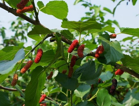 家里常见的果树有哪些,这些树千万不能栽在家门口