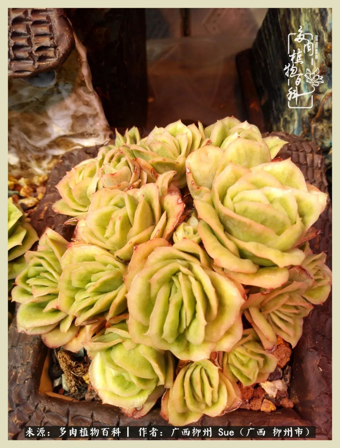 艳阳高照凉爽贵州,我要勤快地捕捉美好!(二)