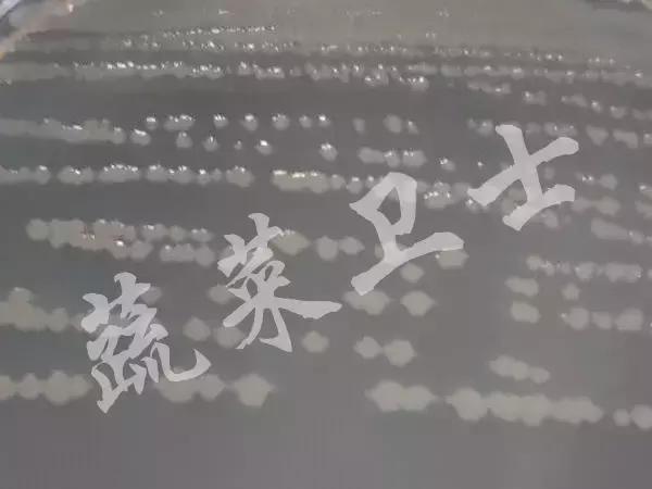 番茄专治机油病,番茄苗期得机油病