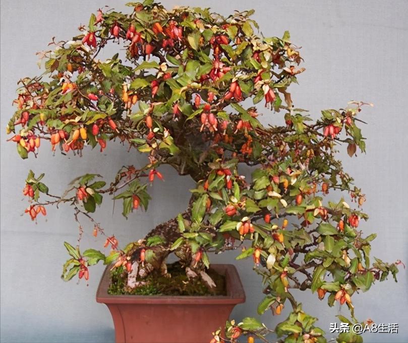 种羊奶果的前景,羊奶果种植基地在哪