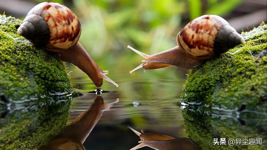 最漂亮的蜗牛图片,100幅蜗牛图片