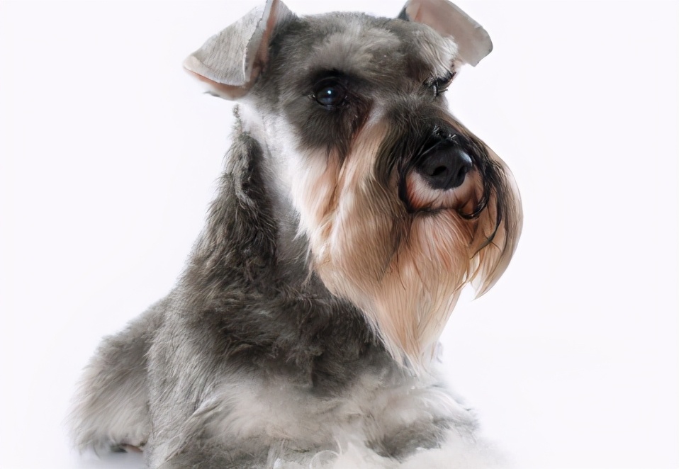 雪纳瑞跟柴犬哪个服从性好,泰迪和雪纳瑞谁的服从性高