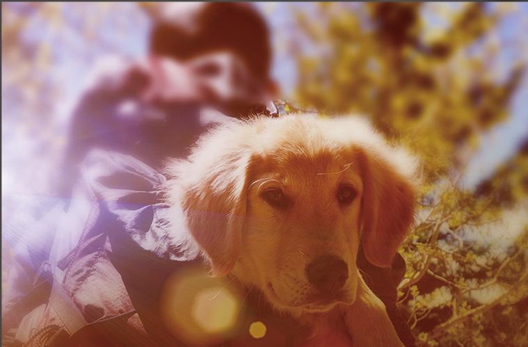 怎么挑选优良的狗粮品牌,狗粮怎么区分品牌