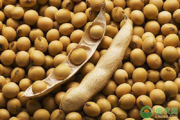 今日河南大豆收购价格最新行情,吉林省敦化市大豆价格最新行情