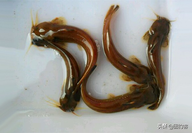 金沙江上游的江鱼有哪些,金沙江上游都有哪些鱼种