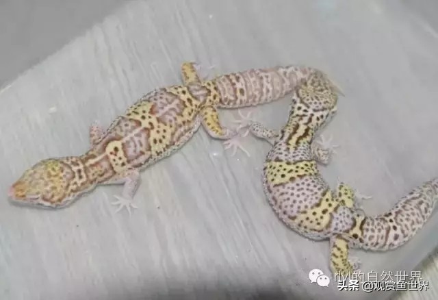 守宫最佳繁殖方法,守宫小技巧