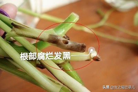 绿萝叶子发黄要怎么补救,绿萝叶子发黄怎么补救一下呢